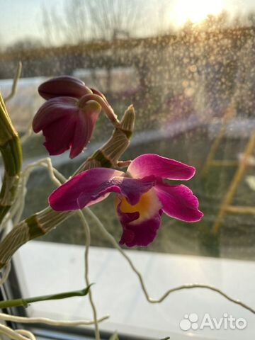 Орхидея дендробиум