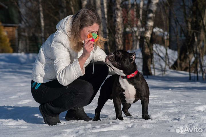 Шорти булл мальчик