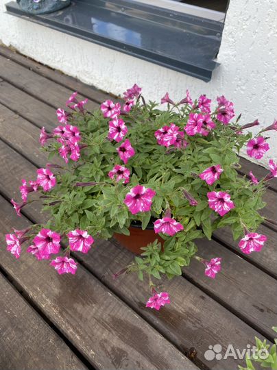 Петуния ампельная рассада