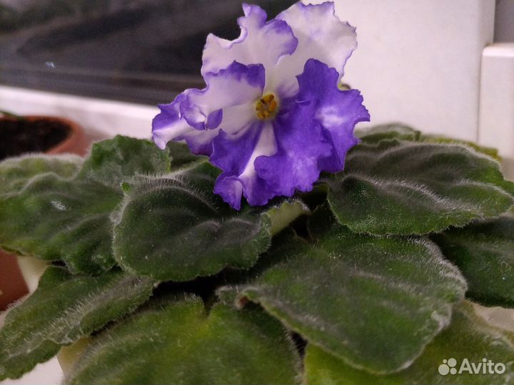 Фиалка цветущая в горшочке