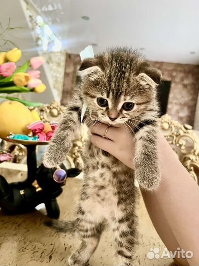 Вислоухие котята