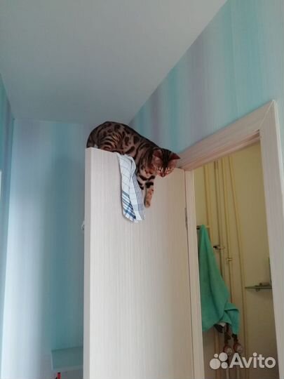 Бенгальская кошка