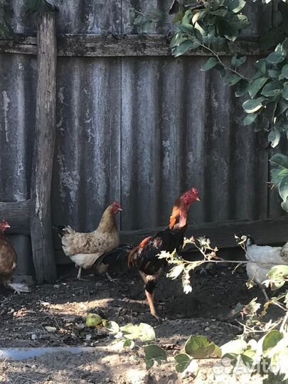 Бойцовые петухи