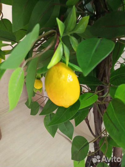 Дерево лимона