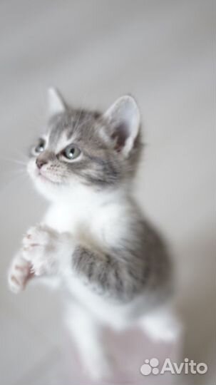 Котята в добрейшие руки