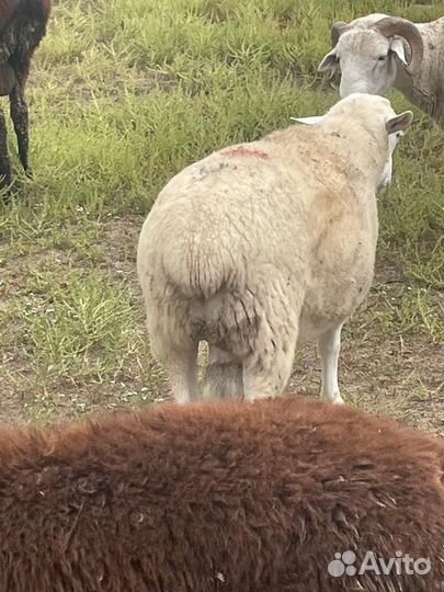 Баран дорпер