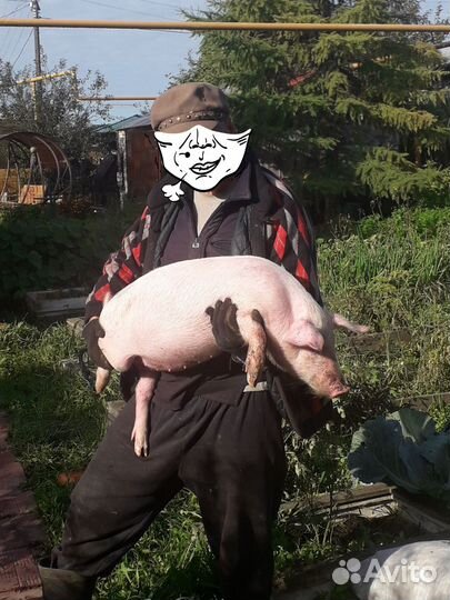 Поросята