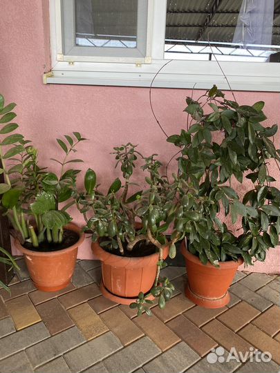 Цветы комнатные