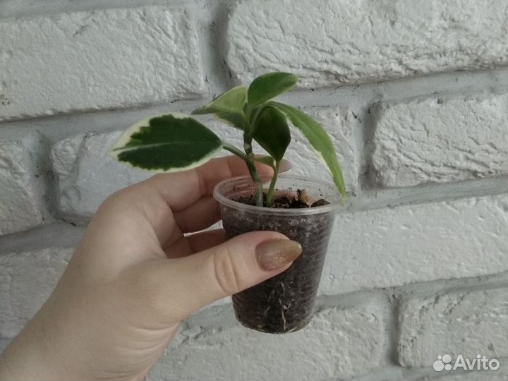 Монстера Адансона Вариегатная