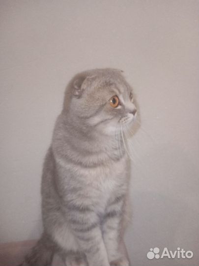 Шотландский вислоухий котик
