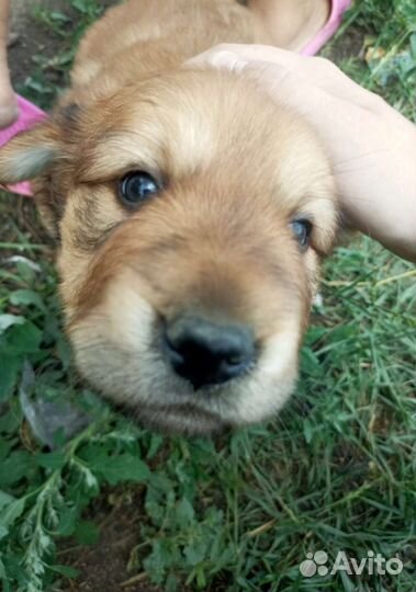 Щенок в добрые руки