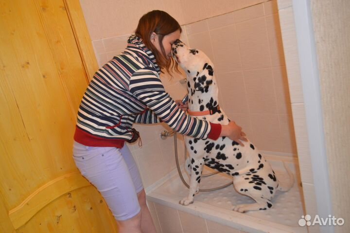 Загородный комфортабельный отель для собак