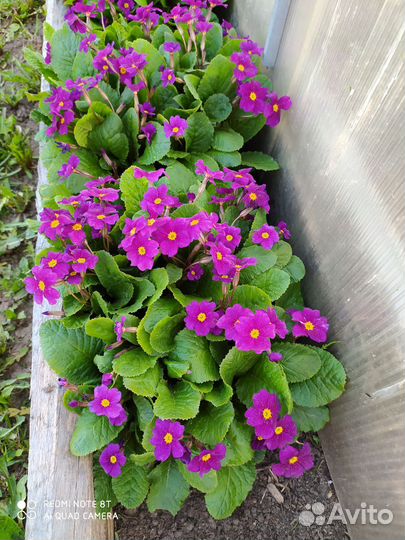 Многолетние цветы