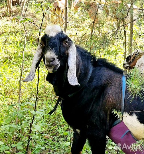 Козел нубийский