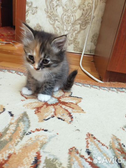 Два котенка - девочки