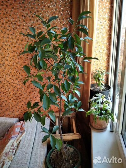 Фикус дерево