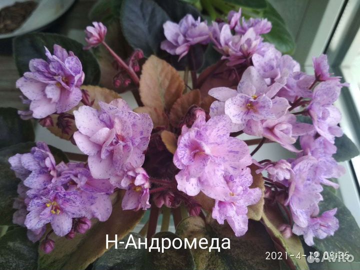 Фиалки сортовые