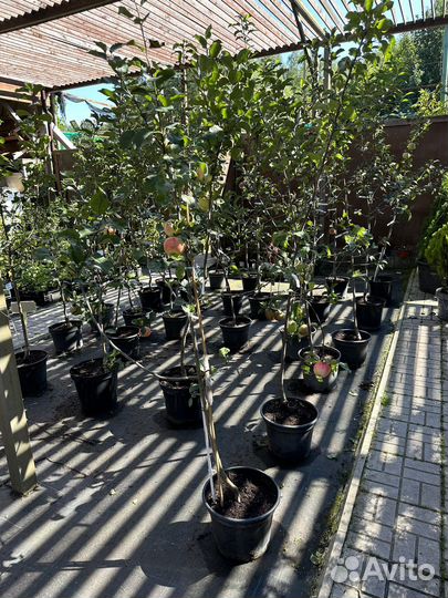 Яблони 3х летние зкс