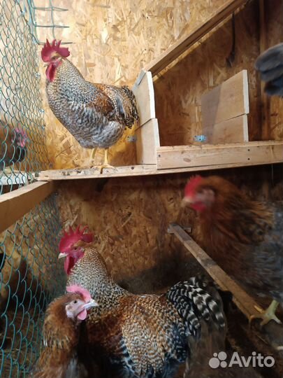 Яйцо Ч. медный маран, Билефельдер,куры,цып