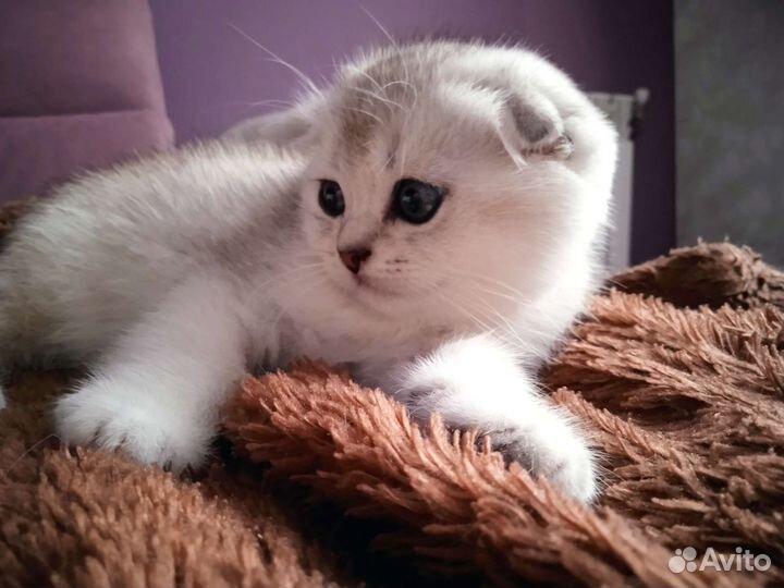 Серебристая шиншилла вислоухий малыш