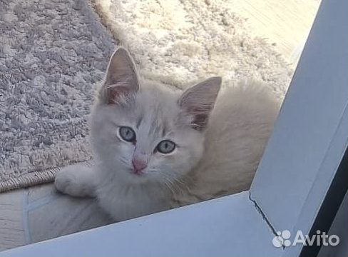 Котенок-девочка Мыша в хорошие руки