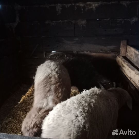 Овцы бараны ягнята
