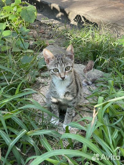Котенок в добрые руки