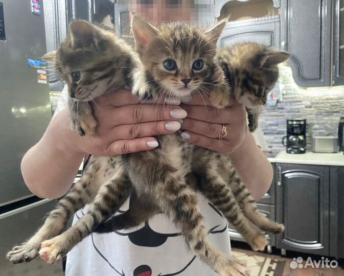 Кошки мейн-кун в добрые ручки