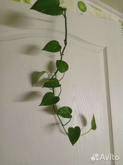 Сциндапсус золотистый