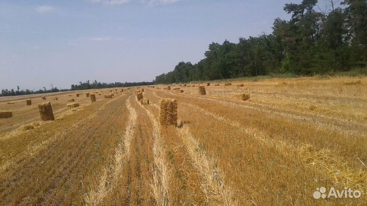 Солома пшеничная