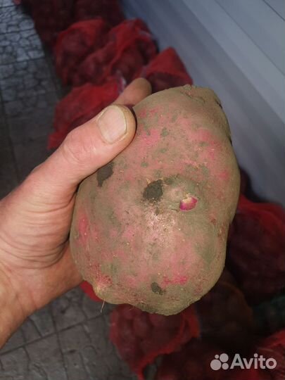 Картофель семенной