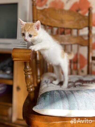 Котёнок девочка