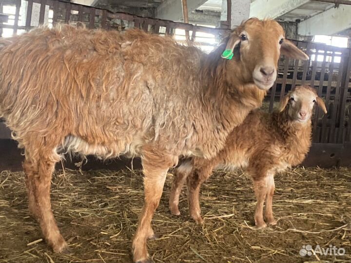 Овцы, ягнята. бараны. Эдельбаи, гиссары