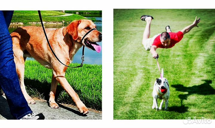 Не кинолог / Специалист по поведению собак