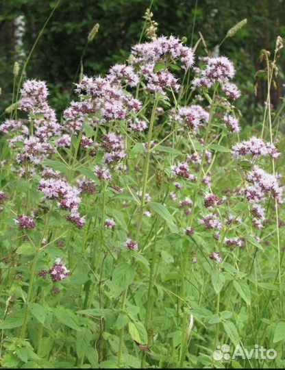 Иван чай ферментированный