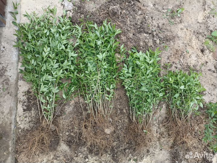 Саженцы бирючины