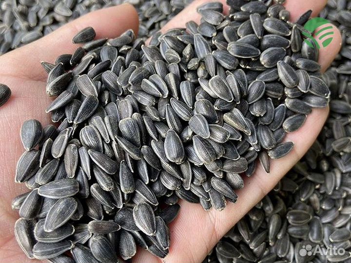 Семена подсолнечника и кукурузы