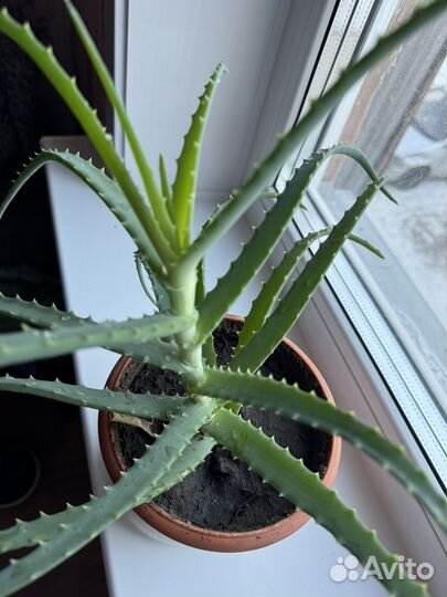 Алоэ взрослый