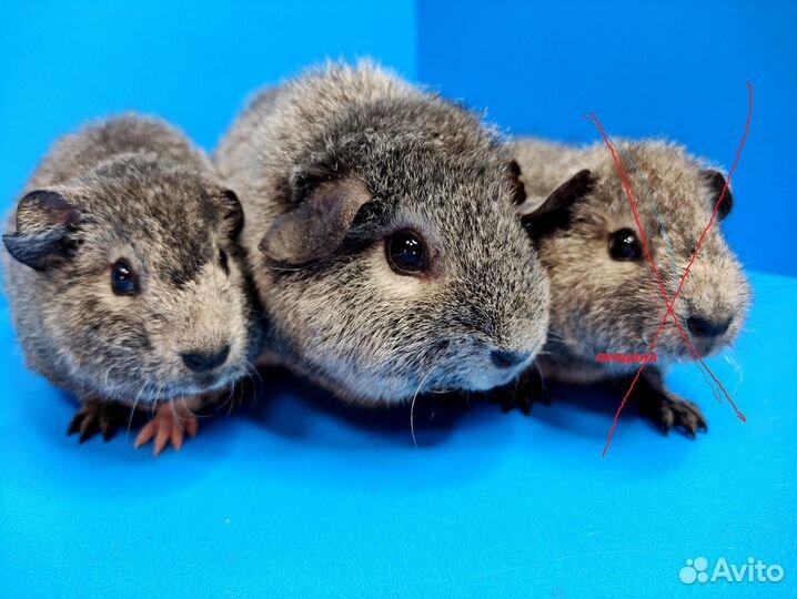 Морские свинки Американские Тедди(самки и самец)