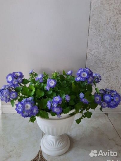 Кампанула жених и невеста