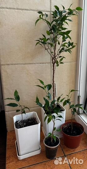 Фикус бенджамина Пандора