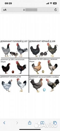 Куры молодки несушки с цветным яйцом