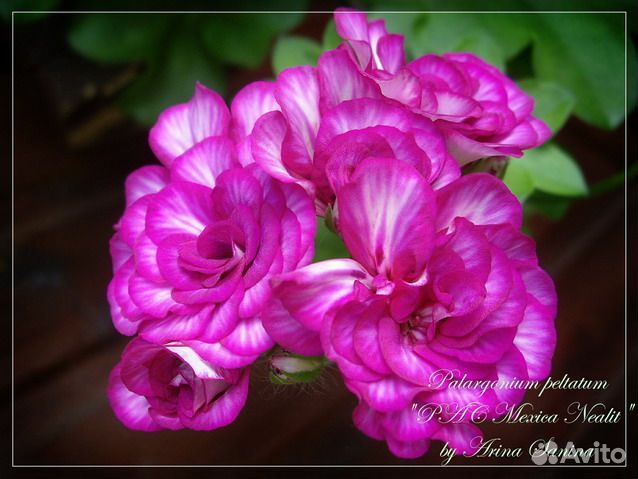 Герань пеларгония плющелистная