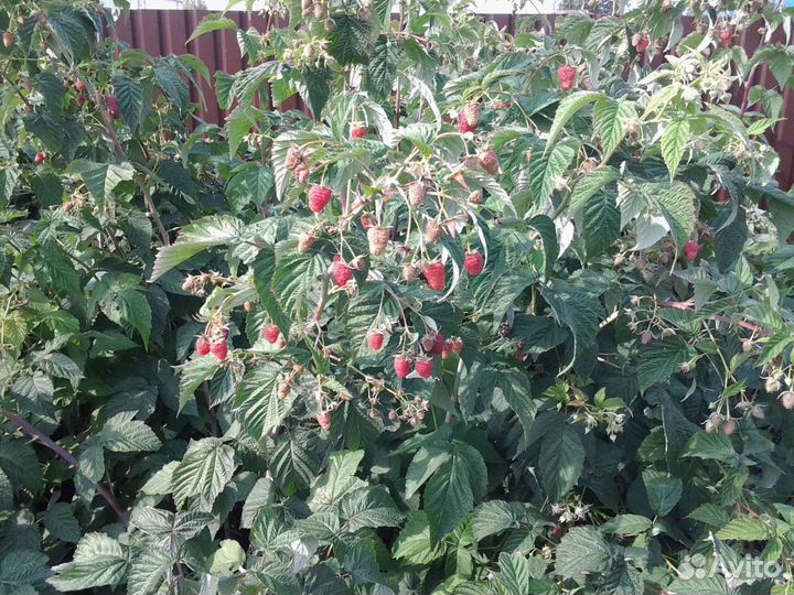 Малина крупноплодная Шапка Мономаха