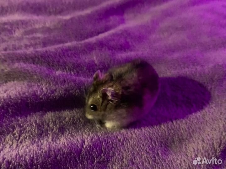 Джунгарский хомяк мальчик