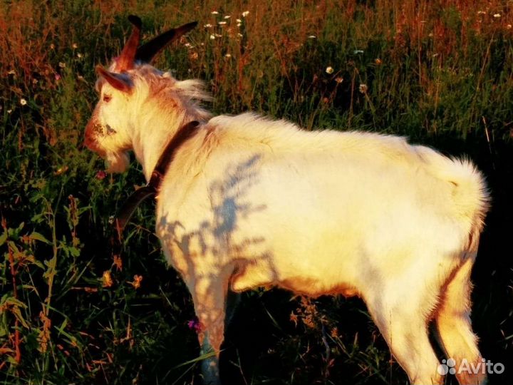 Козы дойные