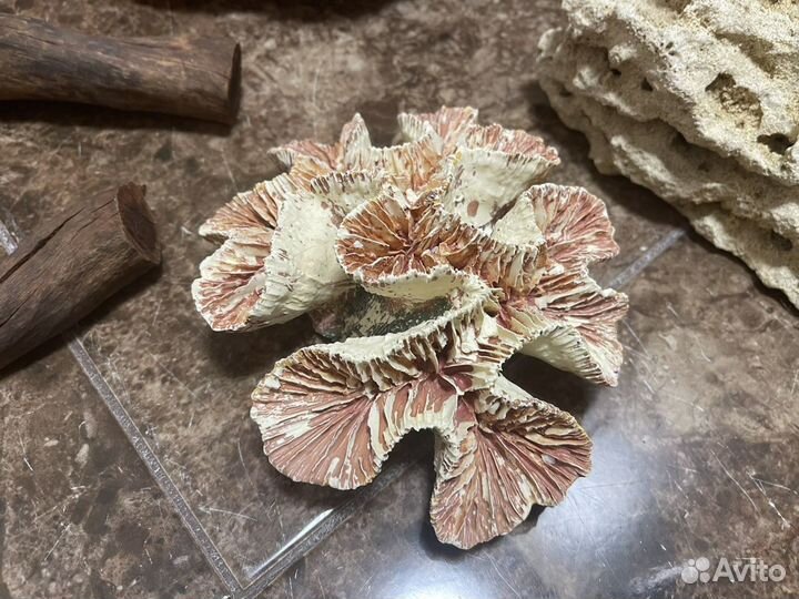 Кораллы и декорации