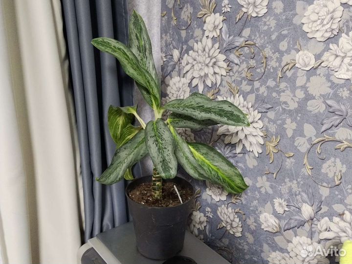 Аглаонема Эмеральд грей