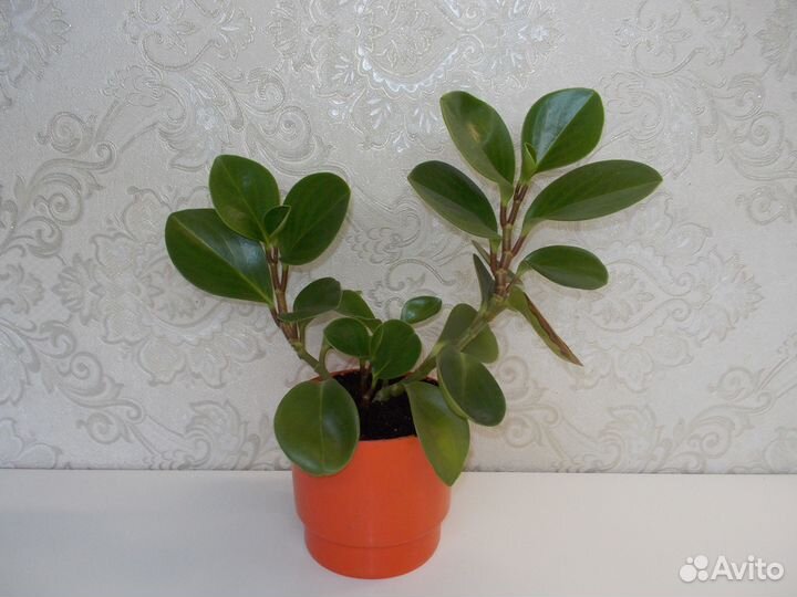 Комнатные растения