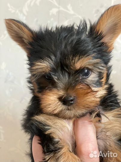 Йоркширский терьер